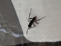 Zeuxevania splendidula