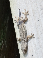 Hemidactylus frenatus