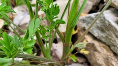 Corydalis pauciovulata
