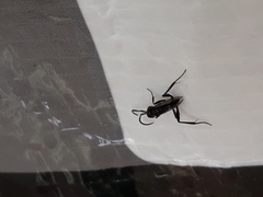 Zeuxevania splendidula