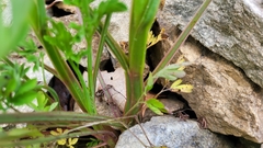 Corydalis pauciovulata