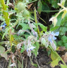 Borago officinalis