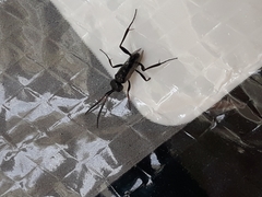 Zeuxevania splendidula