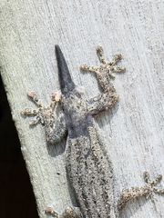 Hemidactylus frenatus