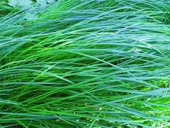 Carex brizoides