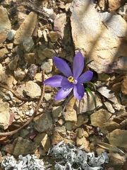 Syringodea derustensis