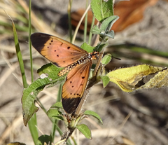 Acraea caldarena