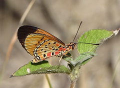 Acraea caldarena