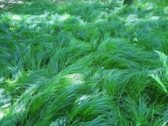 Carex brizoides