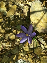 Syringodea derustensis