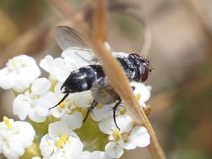 Leucostomatini