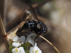 Leucostomatini