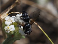 Leucostomatini