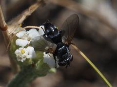 Leucostomatini