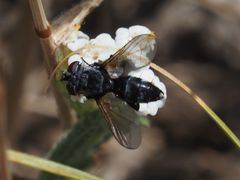 Leucostomatini