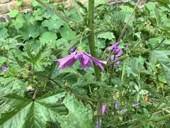 Malva sylvestris