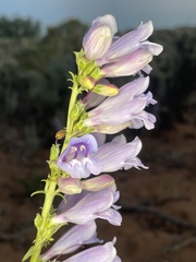 Penstemon laevis