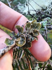 Leioderma pycnophorum