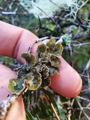 Leioderma pycnophorum