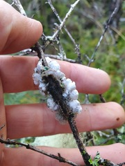 Leioderma pycnophorum