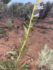 Penstemon laevis
