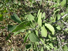 Gymnosporia senegalensis image