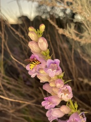 Penstemon laevis