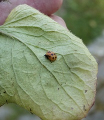 Adalia decempunctata