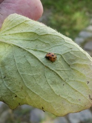 Adalia decempunctata