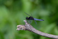 Lyriothemis pachygastra