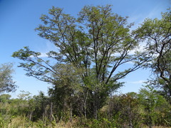 Colophospermum mopane image