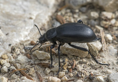 Blaps lusitanica