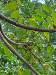 Ailanthus altissima