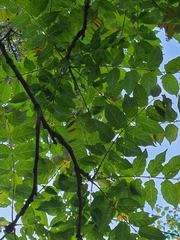 Ailanthus altissima