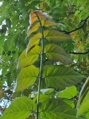 Ailanthus altissima