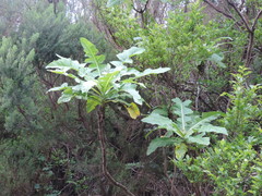 Sonchus fruticosus image