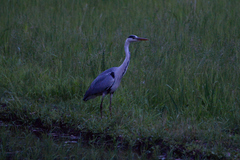Ardea cinerea