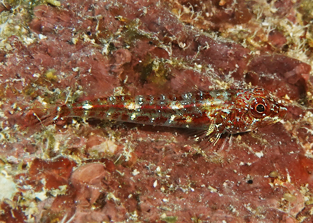 Little Hooded Triplefin
