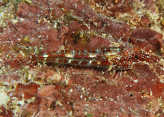 Helcogramma chica
