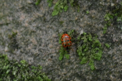 Chrysomela mainensis