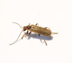Cantharis figurata