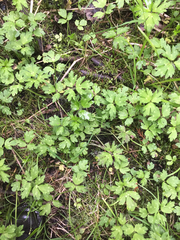 Ranunculus hispidus