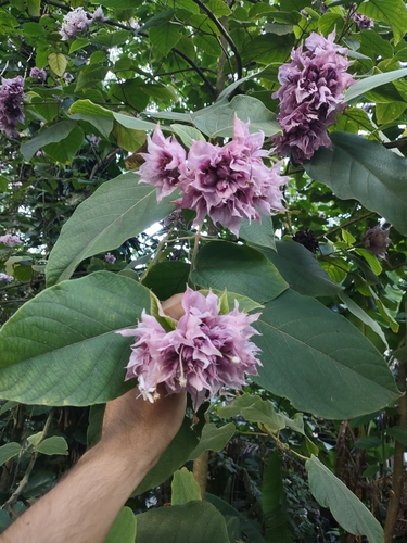 Clerodendrum macrostegium