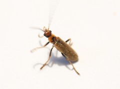 Cantharis figurata