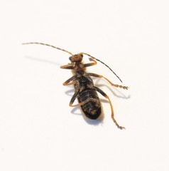 Cantharis figurata