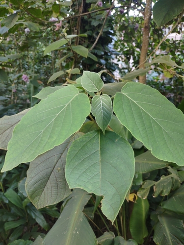 Clerodendrum macrostegium