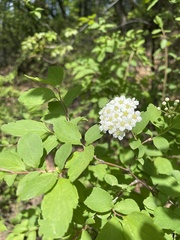 Spiraea ouensanensis