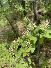 Spiraea ouensanensis