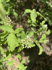 Spiraea ouensanensis