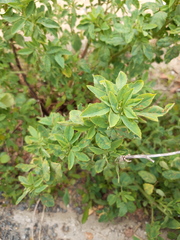 Melilotus suaveolens
